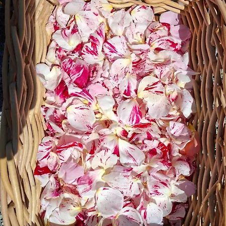 Проживание в семье D'hotes Autonome Rose Des Vents