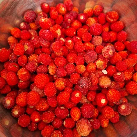 D'hotes Autonome Rose Des Vents