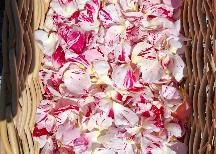 Pansiyon D'hotes Autonome Rose Des Vents