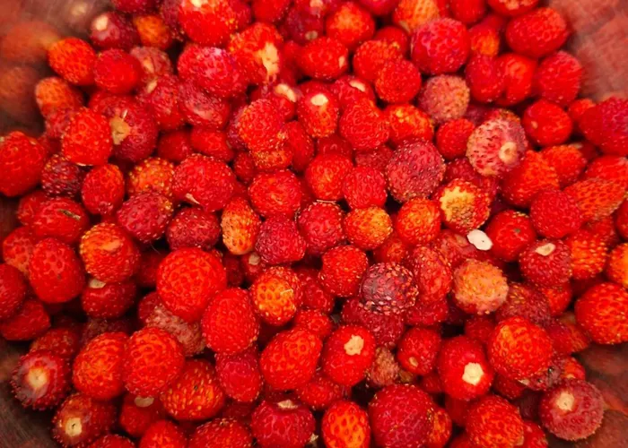 D'hotes Autonome Rose Des Vents